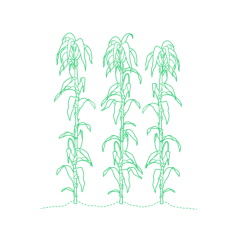 Plants Agriculture Corn Silhouette Svg Vector, Free Vectors File